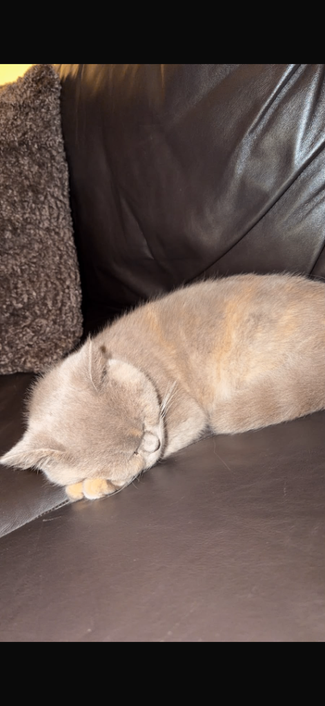 BHS 15 week female (grey silver)