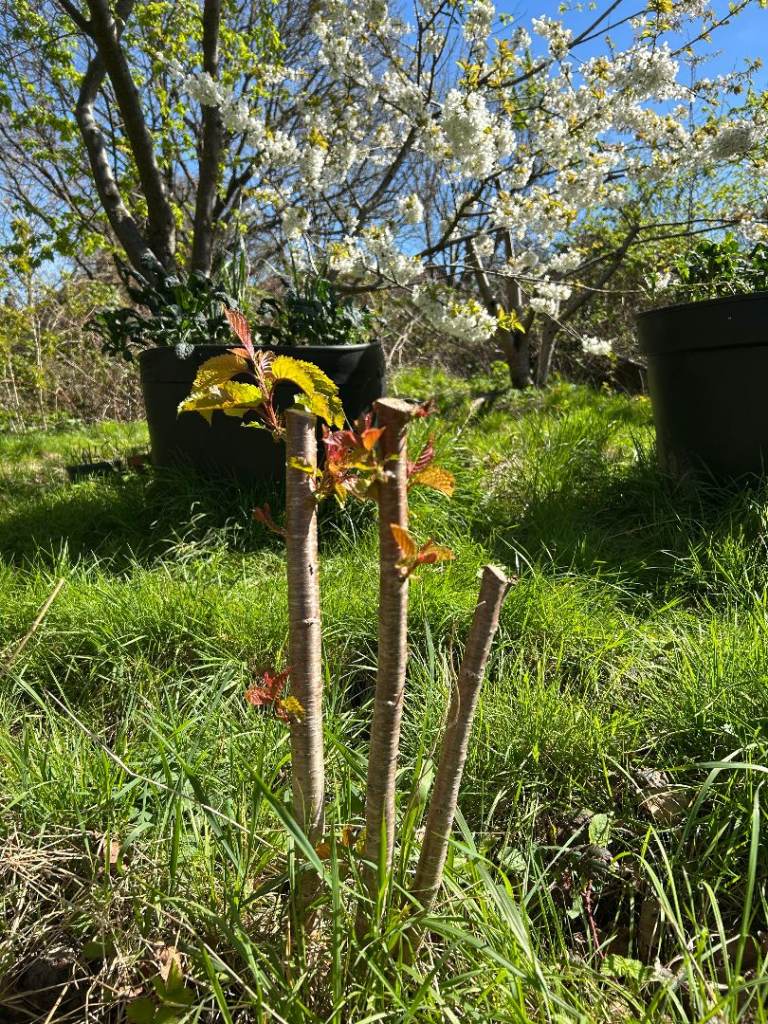 American Sweet Cherry Trees (£15 per tree)