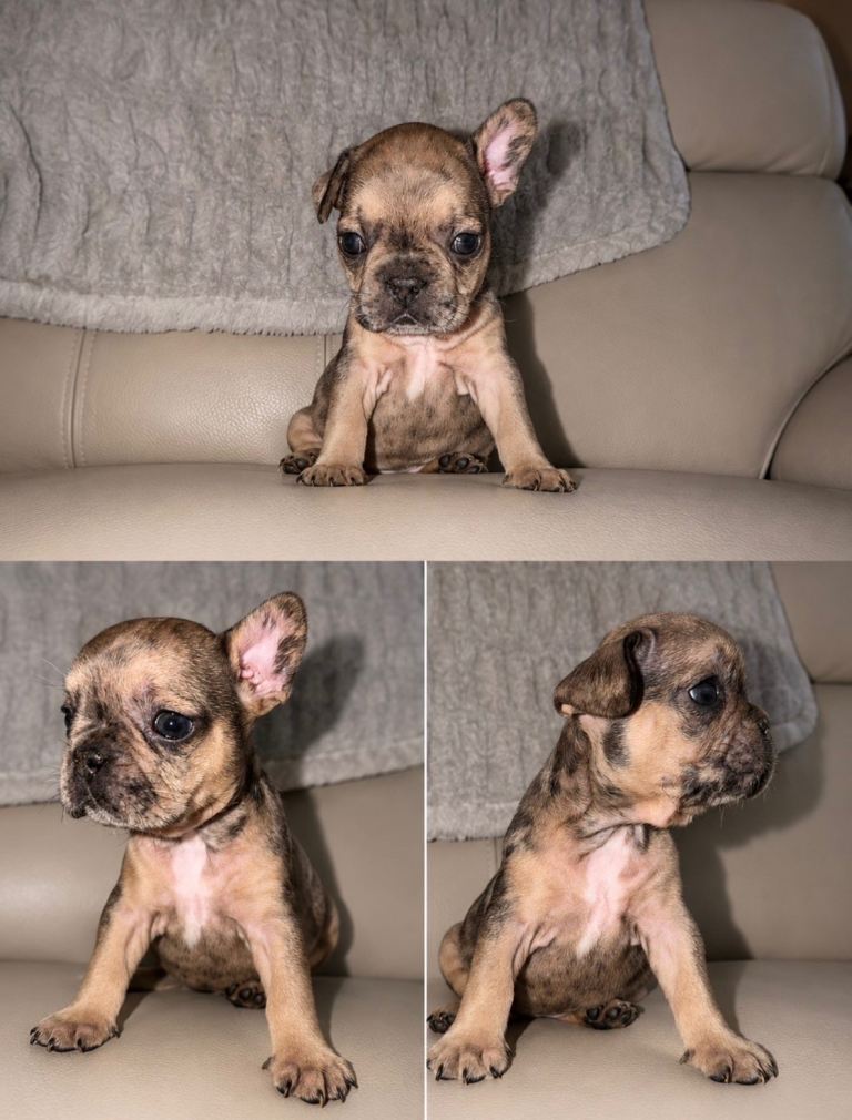 French bulldog 