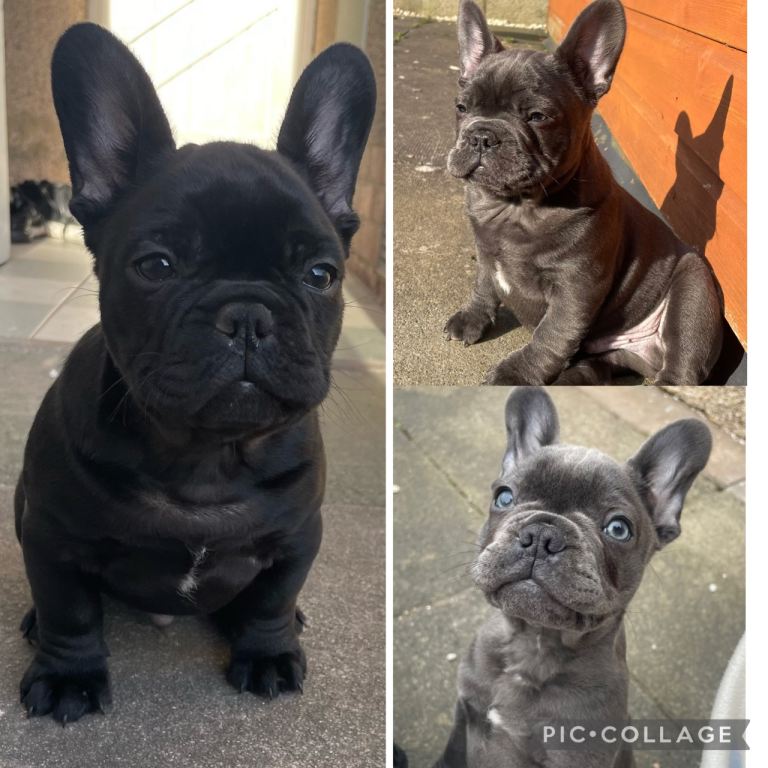 3 male French Bulldog puppies for sale to good homes