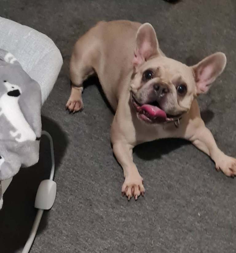 French bulldog girl 4 years old currently on season 