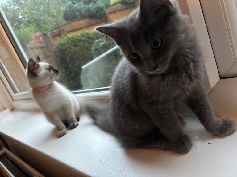 Ragdoll X British Shorthair Mix Kittens