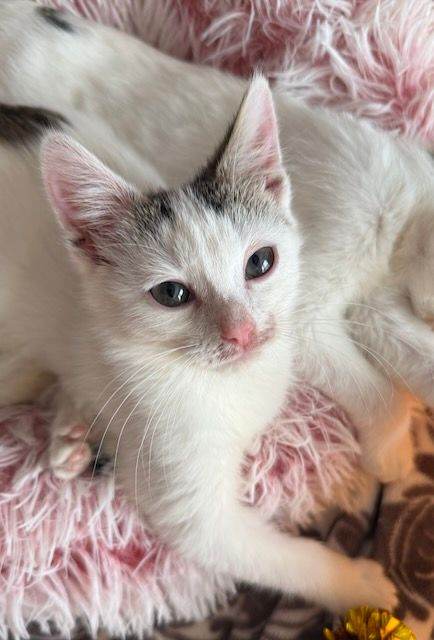 🐾 Gorgeous White Kittens with Grey Markings Ready for Loving Homes 🐾