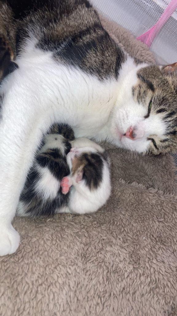 Tabby kittens 