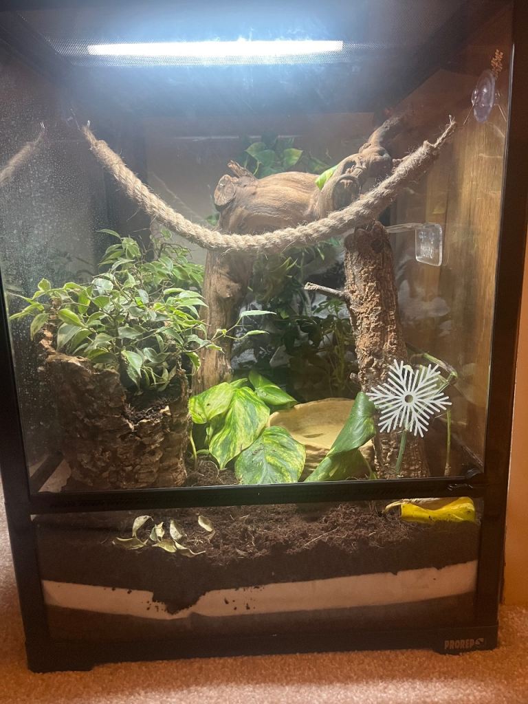 Baby crested Gecko and full enclosure 