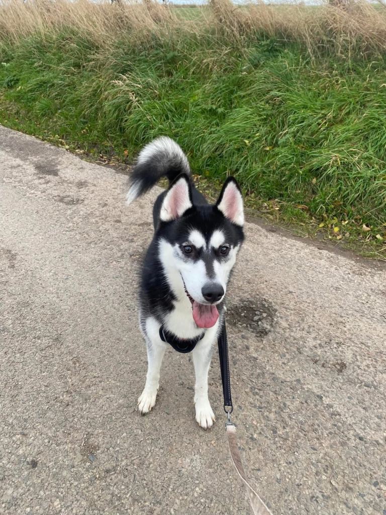 Siberian Husky