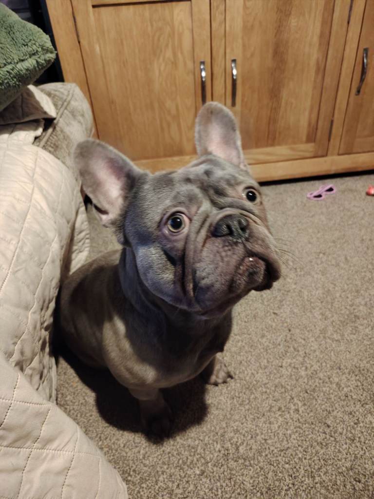 French bulldog