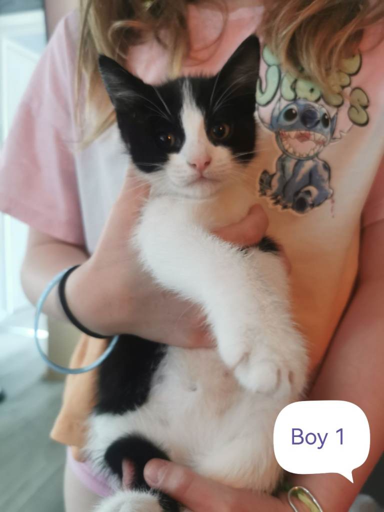 Kittens for sale 