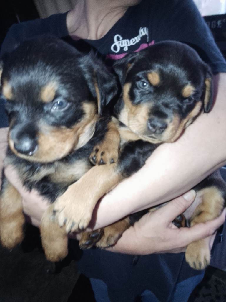 Rottweiler puppies