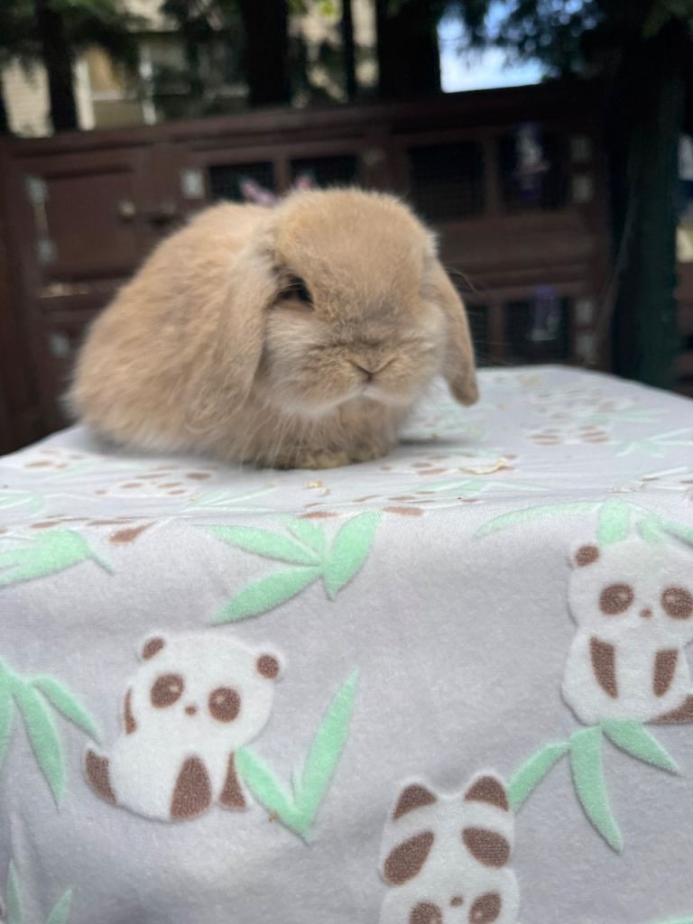 Pure bred miniature lop bunnies 
