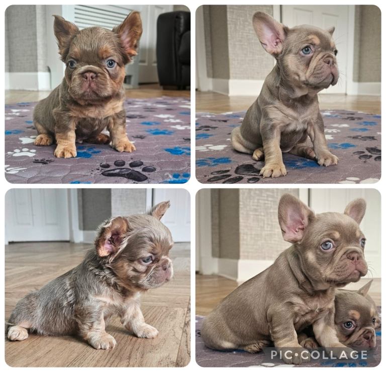 French bulldog pups 