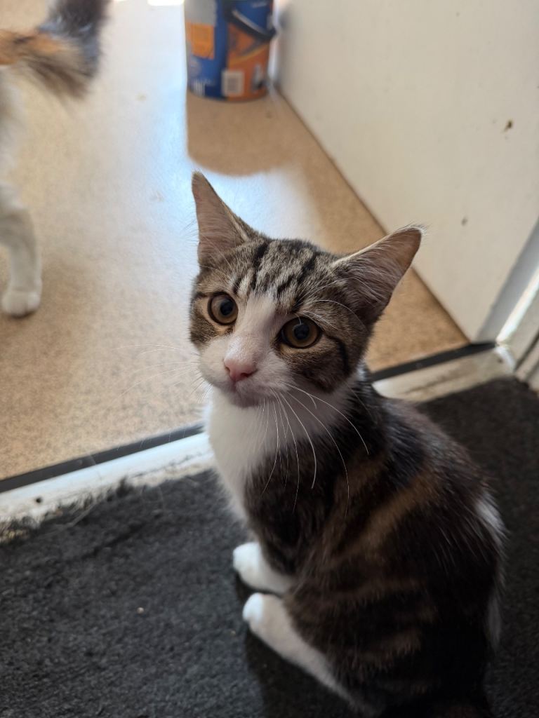 Kittens for sale ** ONLY BOY LEFT **
