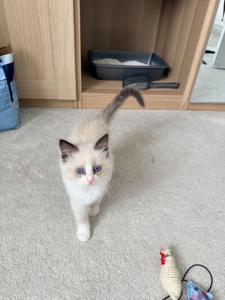 Beautiful Ragdoll kitten for sale 