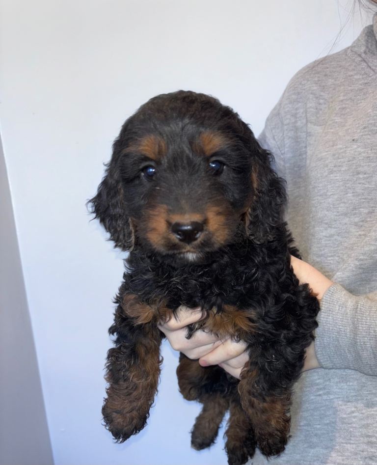 Cockapoo puppies