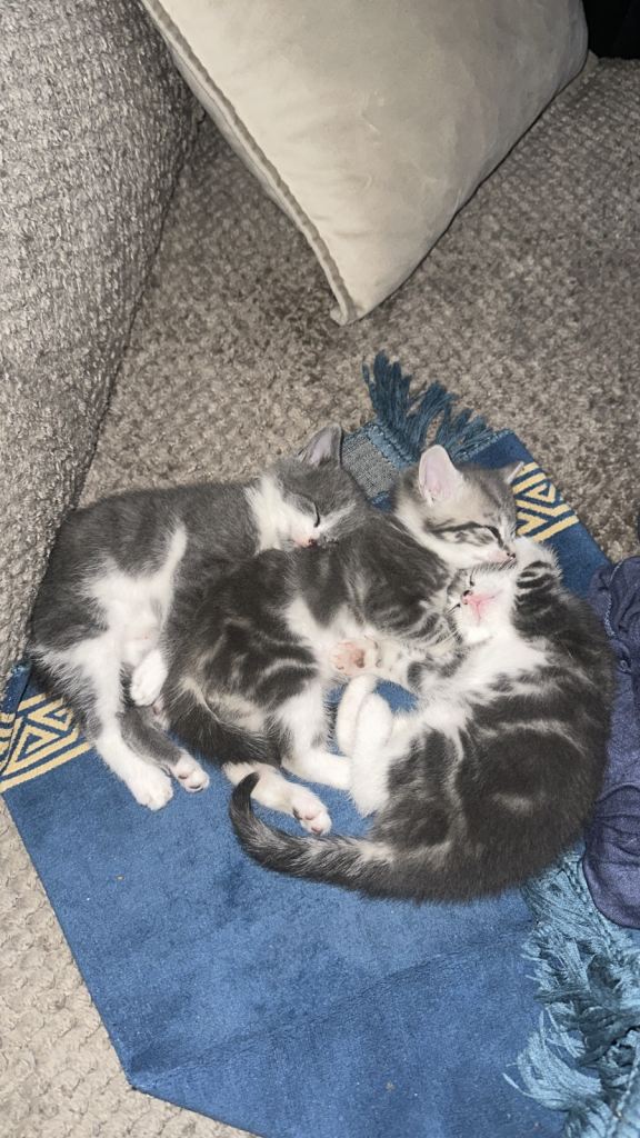 🐾💕 Gorgeous 9-Week-Old Kittens Looking for Their Forever Homes 💕🐾