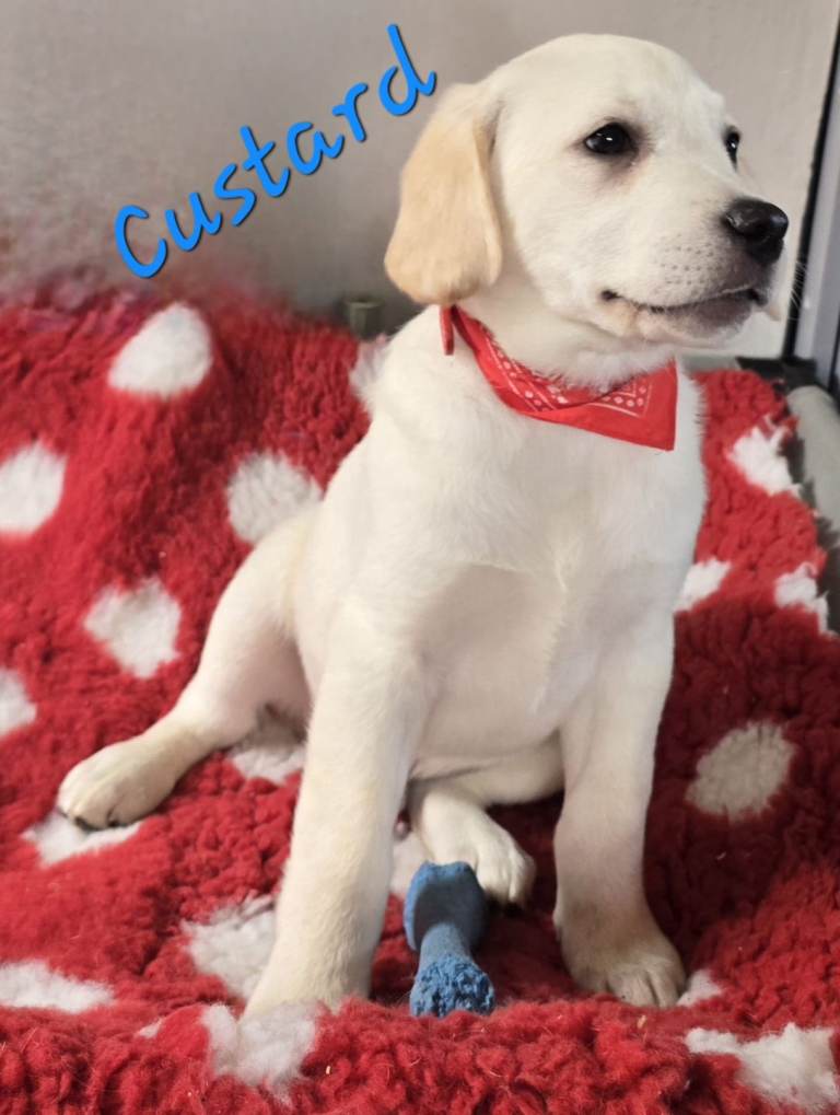 Yellow labrador boy pups