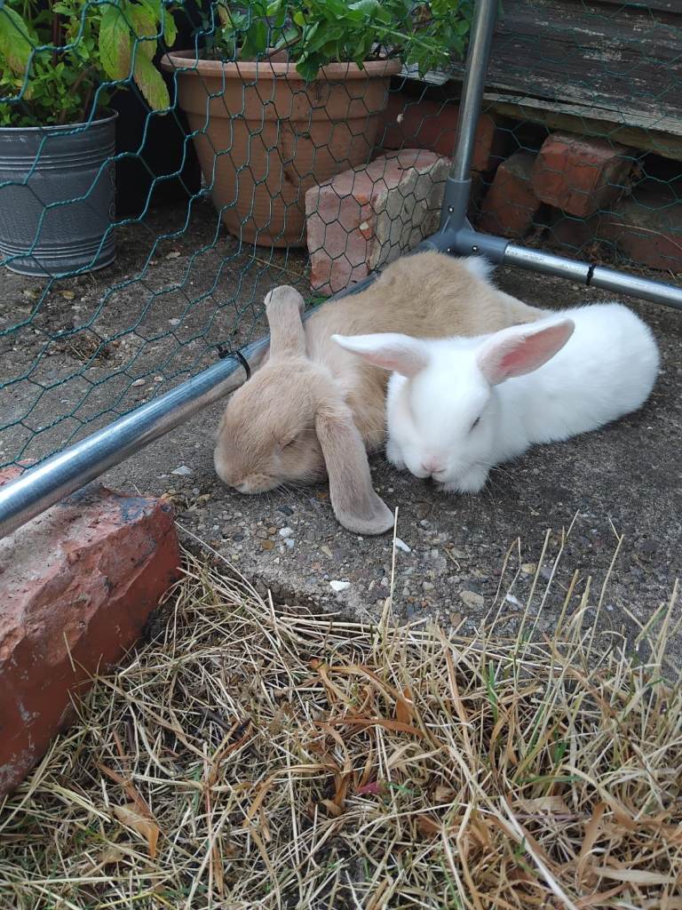 2 Rabbits, bonded pair both male