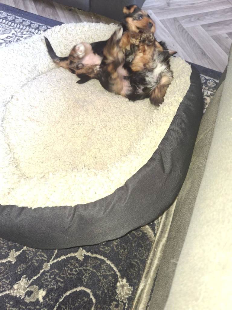 Yorkies 