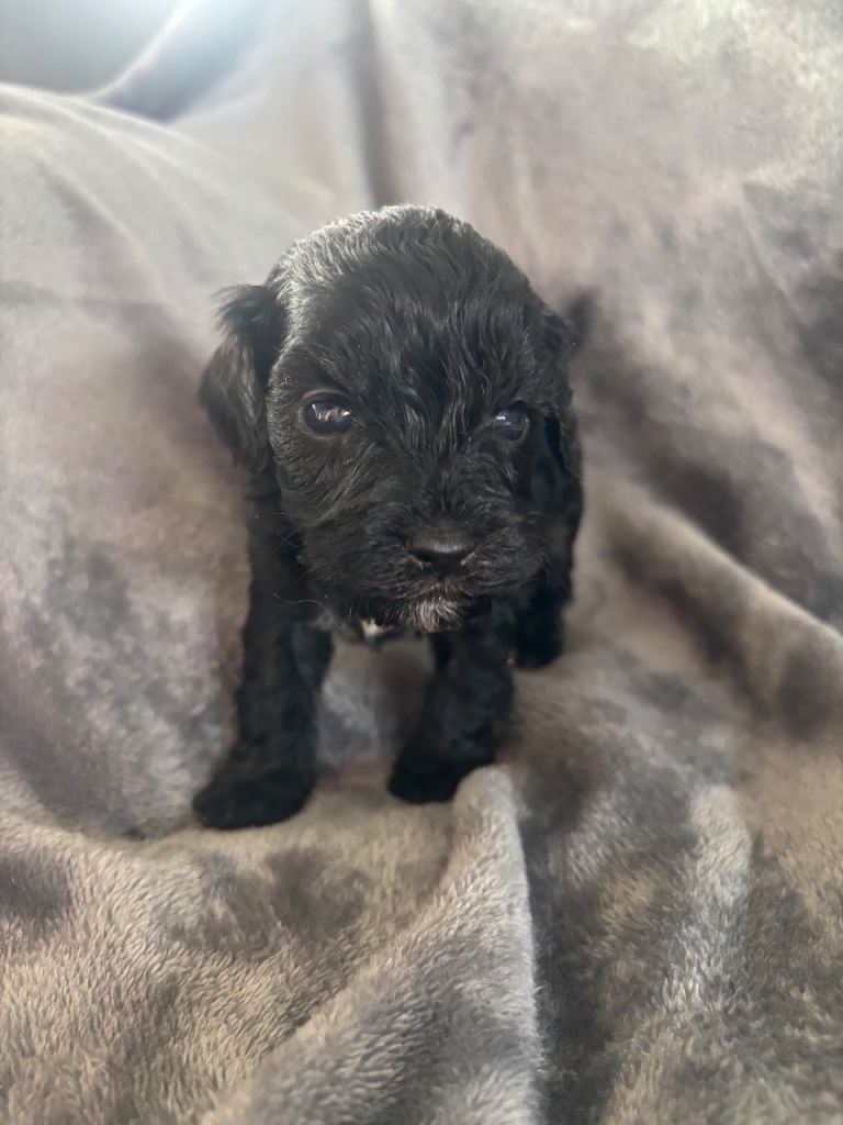 Adorable Yorkiepoo x Schnoodle Puppies