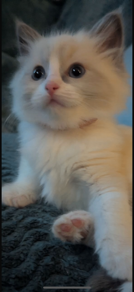 Ragdoll kittens for sale 