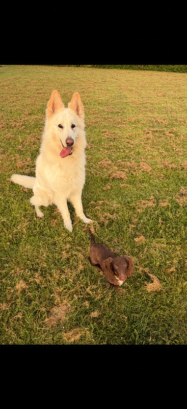 White long haired German shepherd