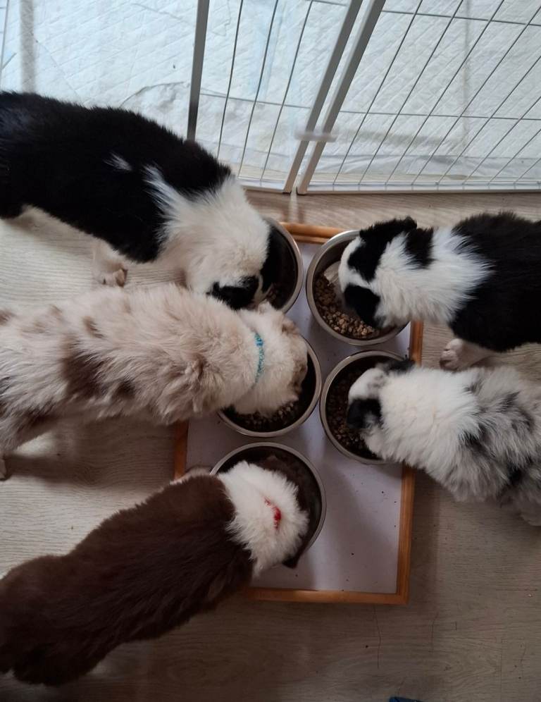 Border Collie Puppies colour Blue and red Merle, Chocolate tri colour Unique European & RKC Lines