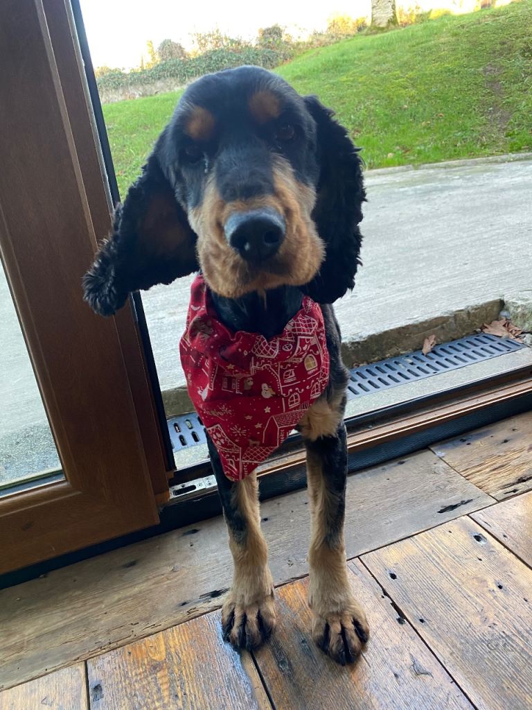 Pure Breed Cocker Spaniel