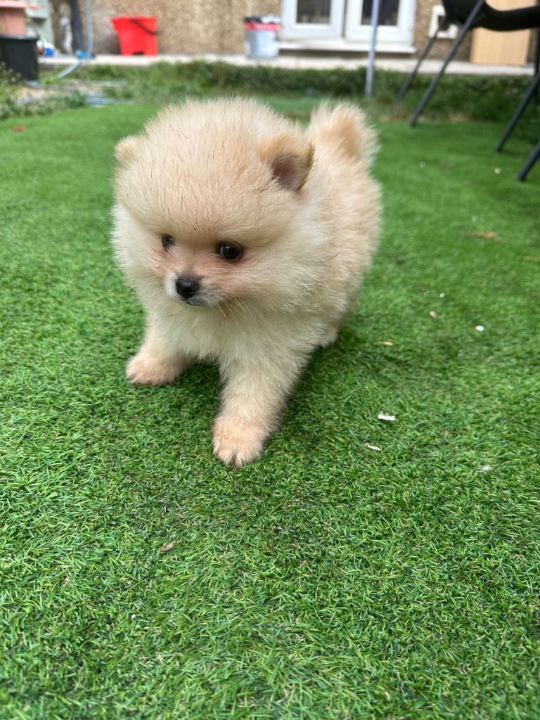 Cream Pomeranian puppy 