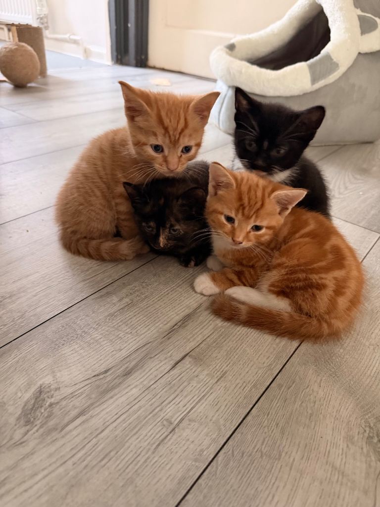 Loving friendly kittens
