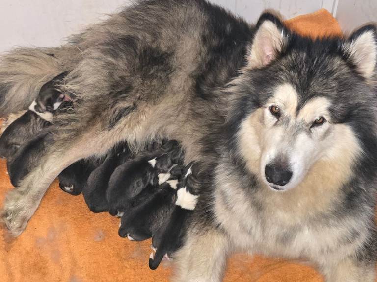 Pure Alaskan Malamutes