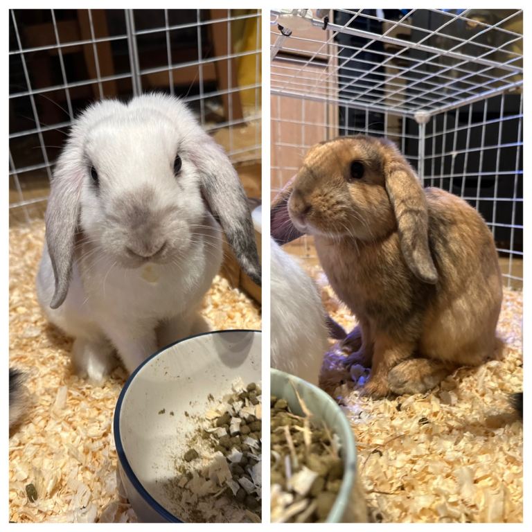  Beautiful Mini Lop Bunnies