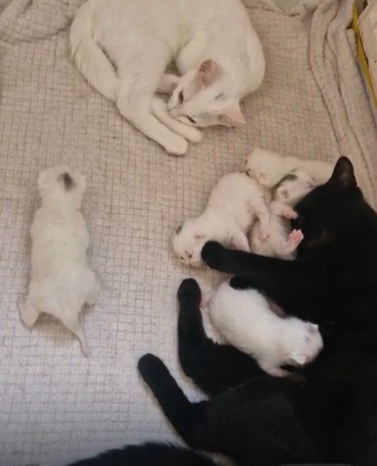 White beautiful  kittens 