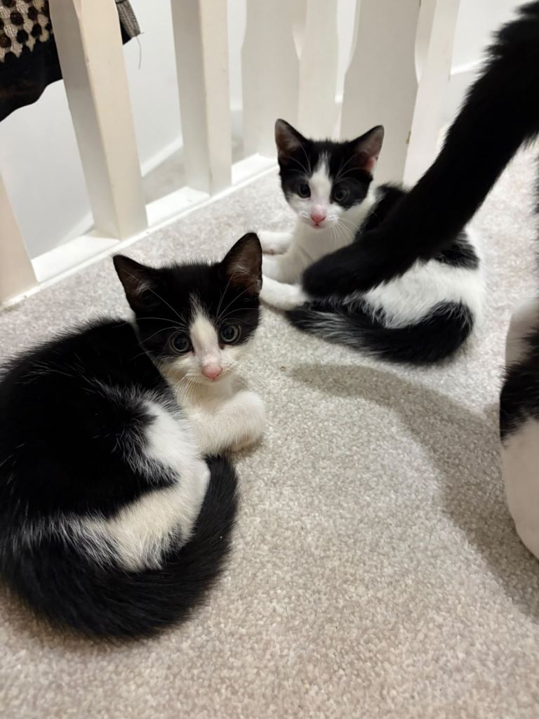 Adorable Black and White Kittens