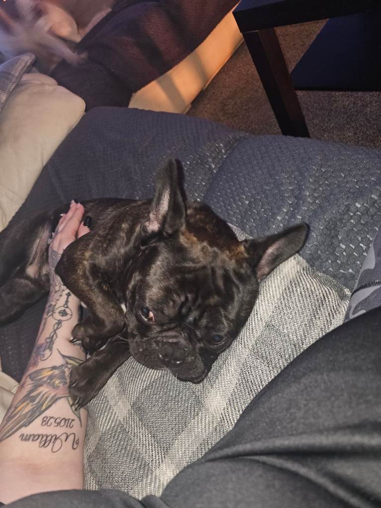 French bulldog for rehoming 