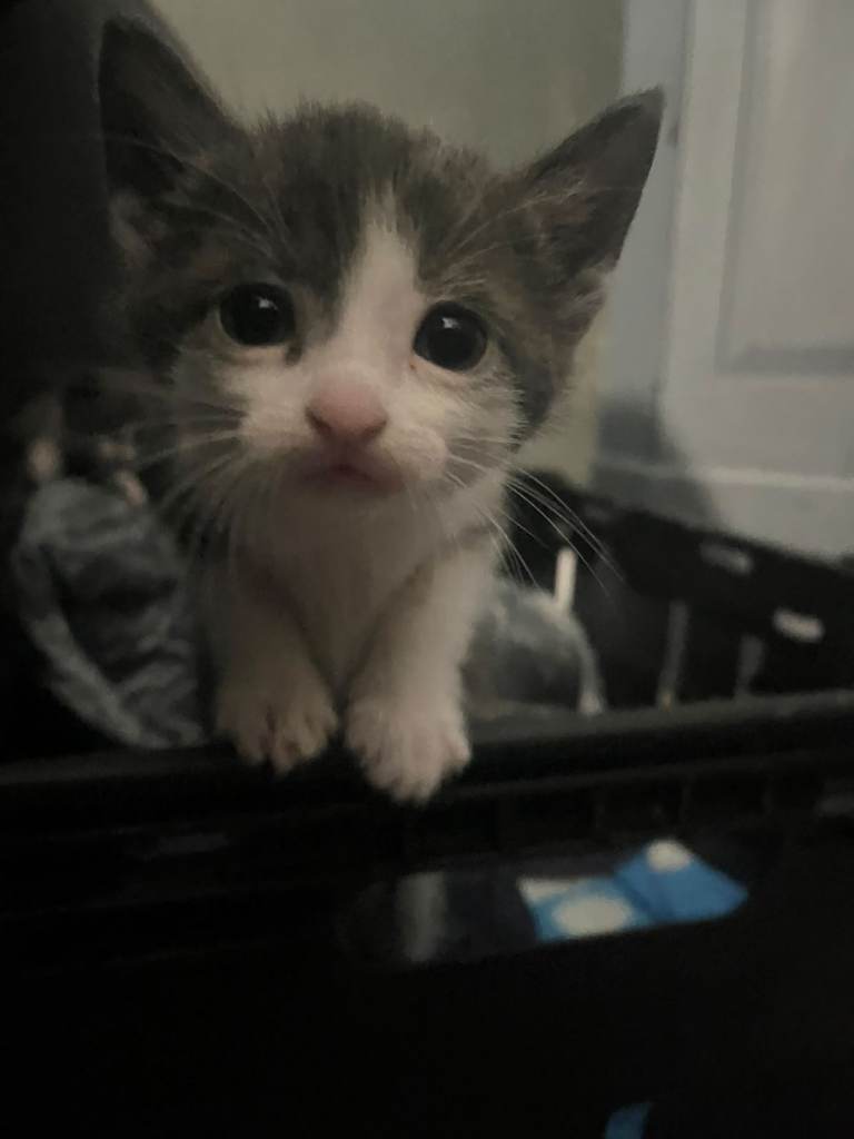 2 kittens for sale 60 each 