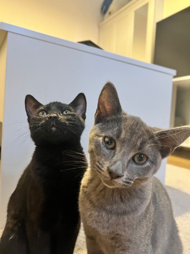 Russian Blue & British short hair mix cats