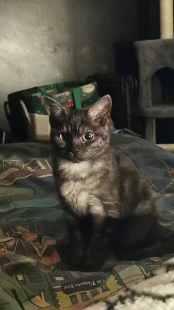 Cute male kitten for sale