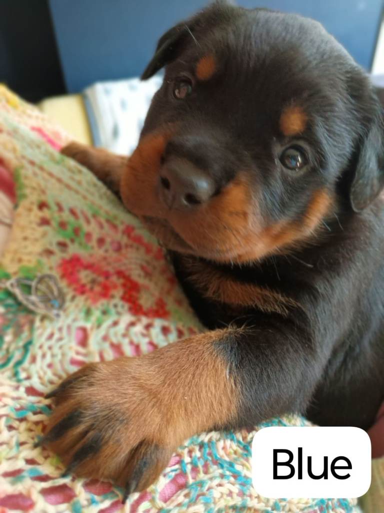 Lovely Chunky Rottweiler Puppies