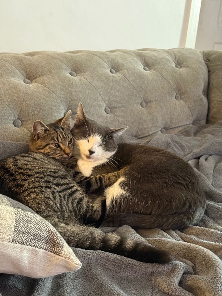 Two beautiful cats for rehoming 