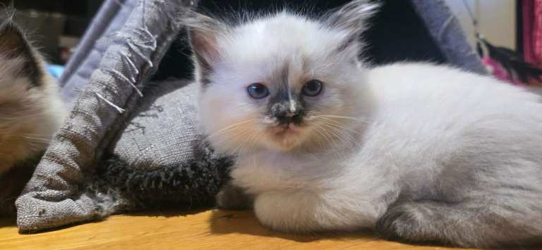 Ragdoll/Siberian mix kittens