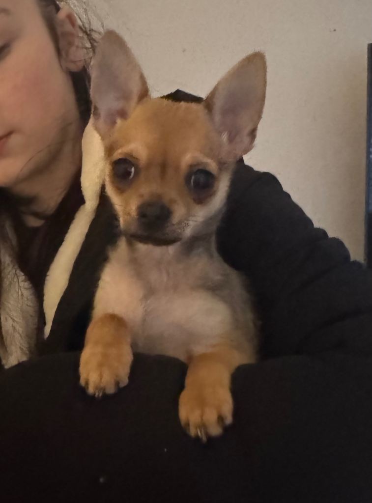 13 week old Male Chihuahua 