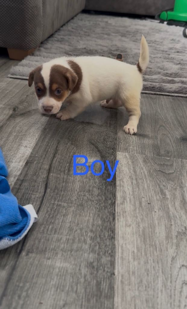 Jack Russell puppy’s 