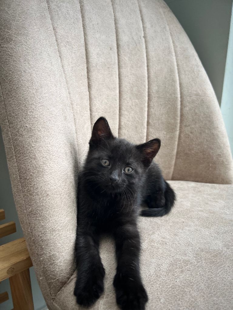 Adorable Black Kitten Looking for a Loving Home