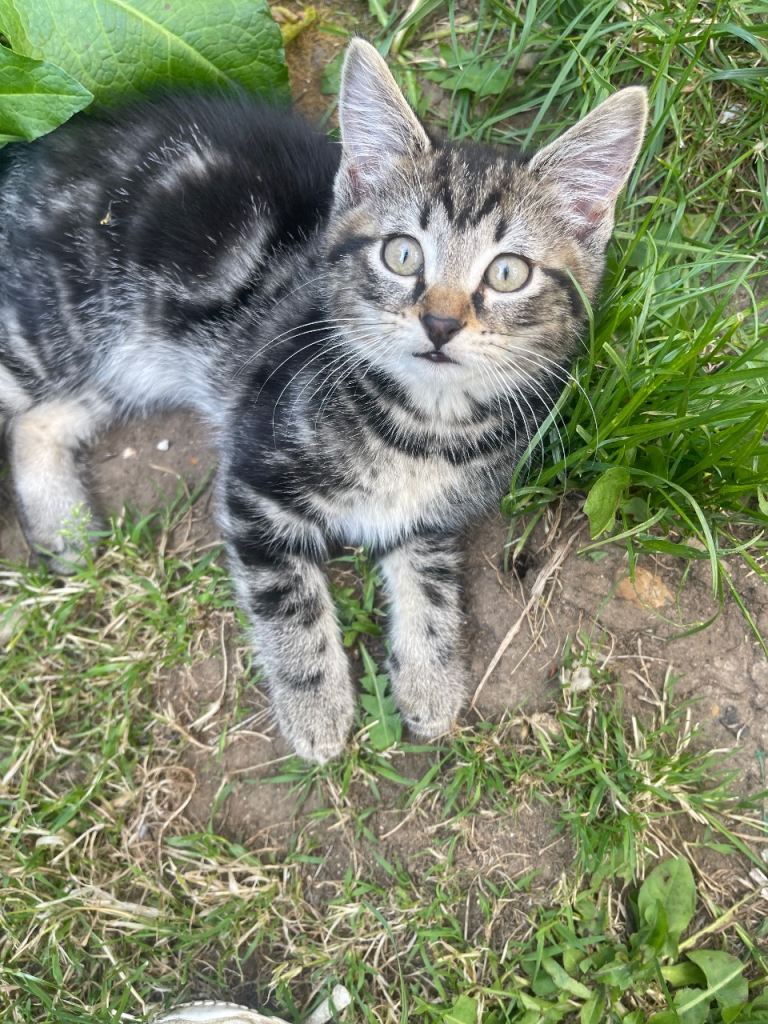 3 Beautiful Kittens For Sale