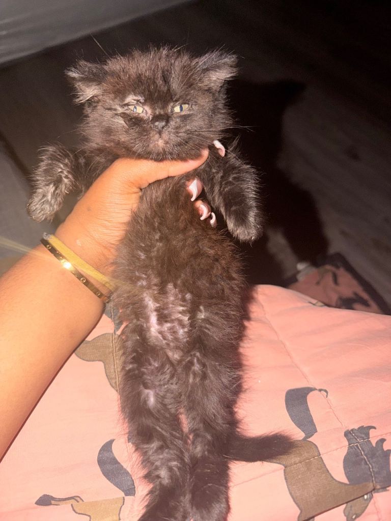 Kitten 