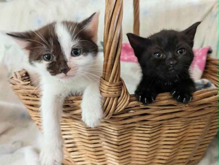 Pretty kittens, various colours, wormed/flead/litter trained/ socialised  Microchipped  FROM £100