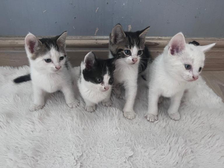 Turkish angora kittens 