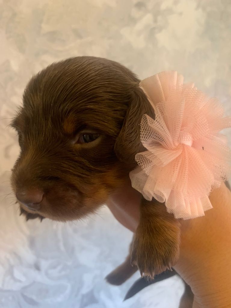 Mini Dashunds long coat pups 