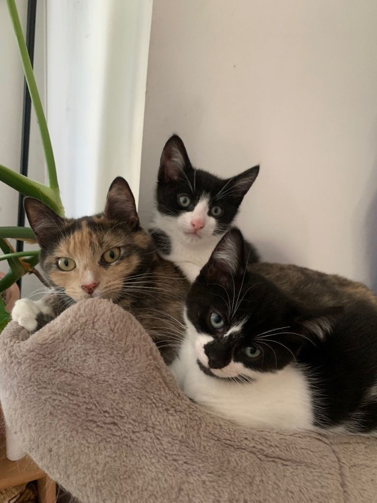 Urgent! - 2 Ragdoll mix kittens 