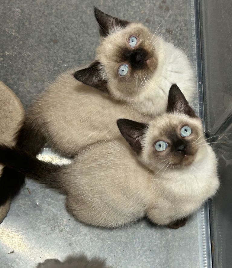 British shorthair kittens TICA Active Registered